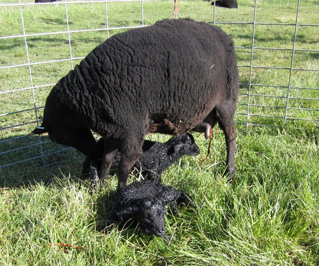 A Black Welsh Mountain ewe cleans her newborn twin lambs. 