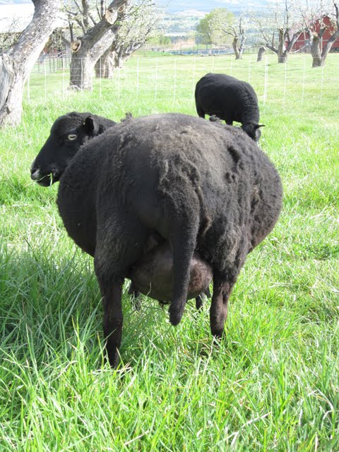 A very wide load, viewed from the back. 