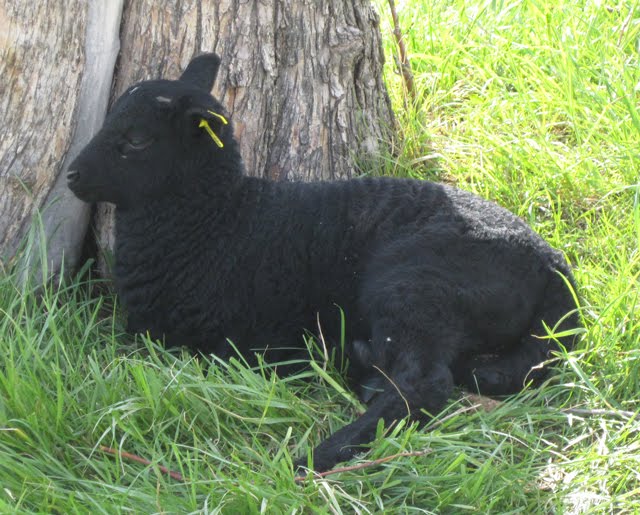 A lamb rests against a tree in its pasture. 