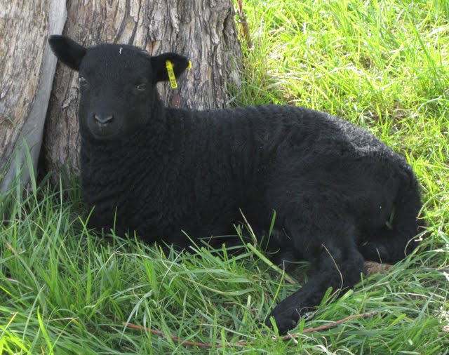 A lamb rests against a tree in its pasture. 