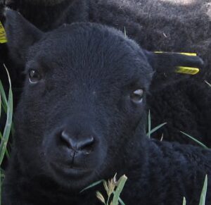 What an adorable lamb face!
