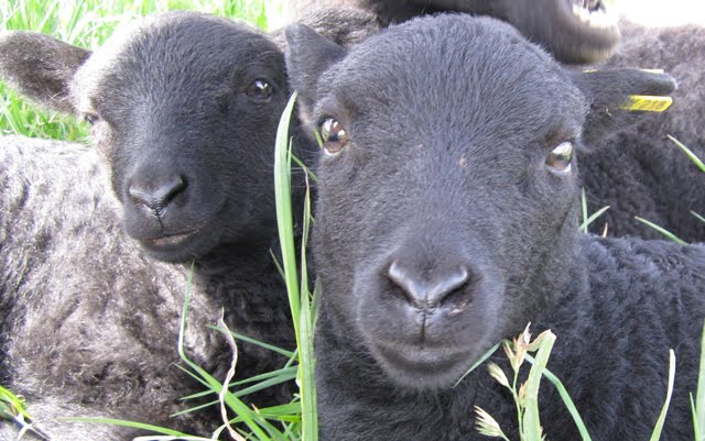 The twin sister Black Welsh Mountain lambs, looking cutely at the camera. 