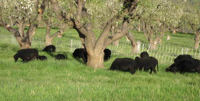 The flock grazes together under the boughs of the apple trees. 
