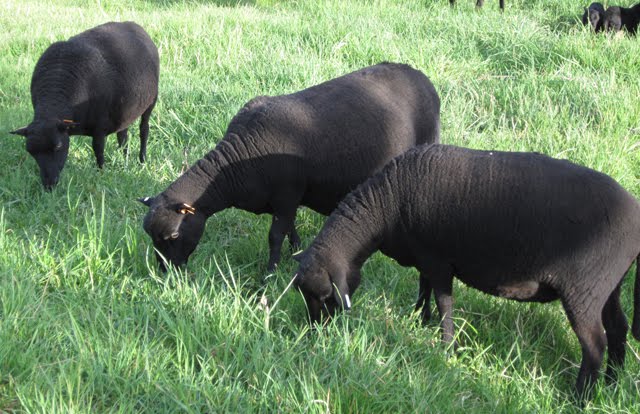 Three Black Welsh Mountain ewes graze together. 