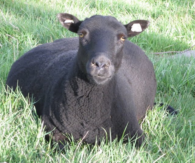 It's amazing how wide this ewe looks as she rests in the grass. 