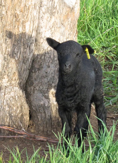 A solo lamb stands next to a tree, illuminated by the sun. 