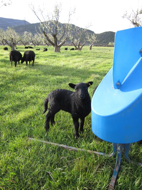 This lamb was curious about the blue mineral feeder. 