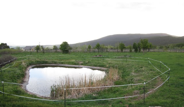 A view of the small lower pond, circled by electric fence tape.