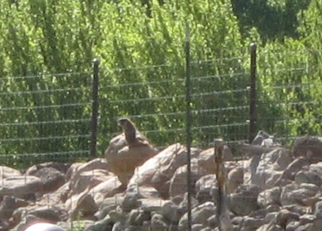 A marmot sits on top of a rock, surveying the surrounding area.