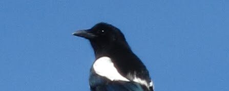 Some of Our Wildlife