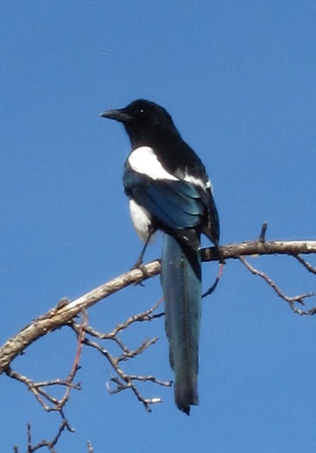 A black and white magpie sits high up in a tree.