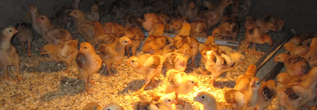 Baby Dinner Chickens