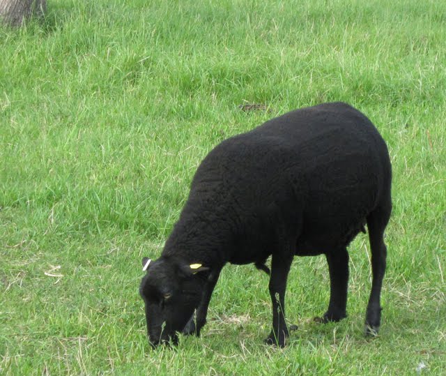 A Black Welsh Mountain ewe grazes happily in her pasture. 