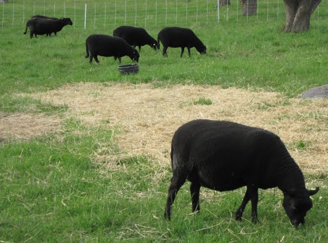 A group of plump-looking ewes grazes together. 