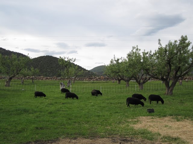 More ewes graze together in their pasture. 