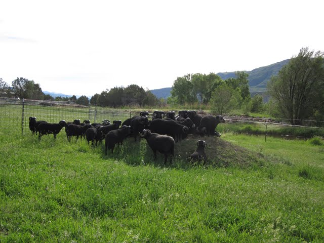 The rams in the ram pasture fight among themselves for the title of "king of the hill."