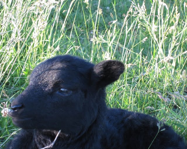 A close-up picture of an adorably small black lamb. 