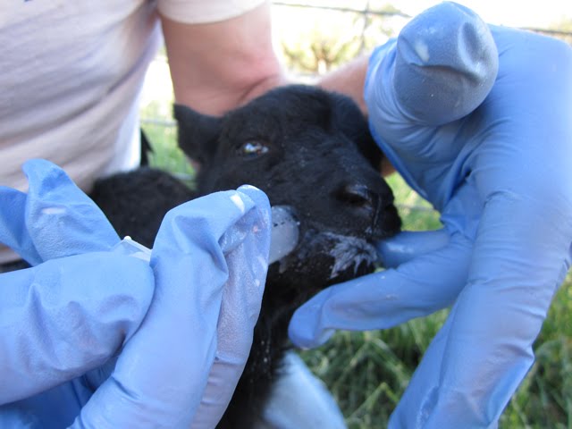 Rambo receives his dinner via syringe - the only way he'll eat. 