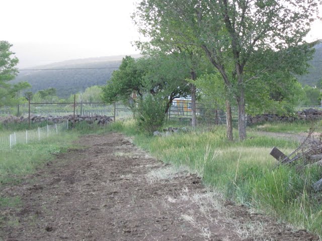A view of the pasture where the new divider fence will be built. 