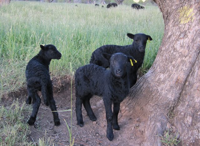 Three Black Welsh Mountain lambs pose cutely for the camera.