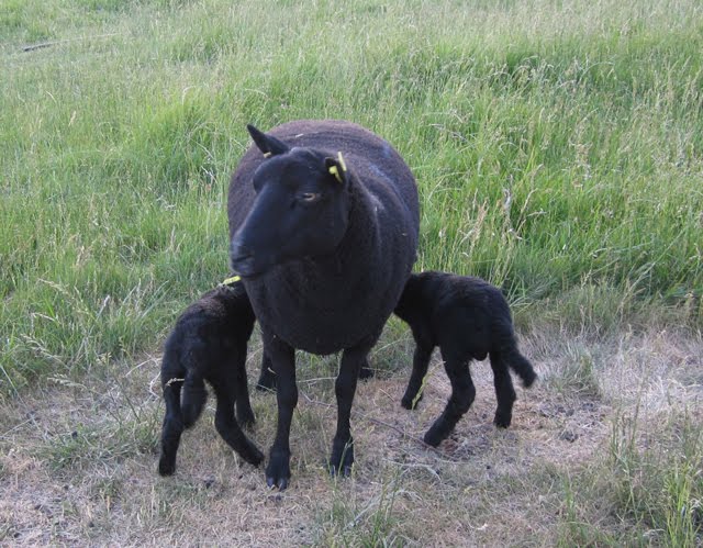 An ewe nurses her new lambs