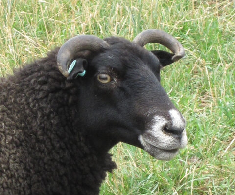 Yoda the Sheep