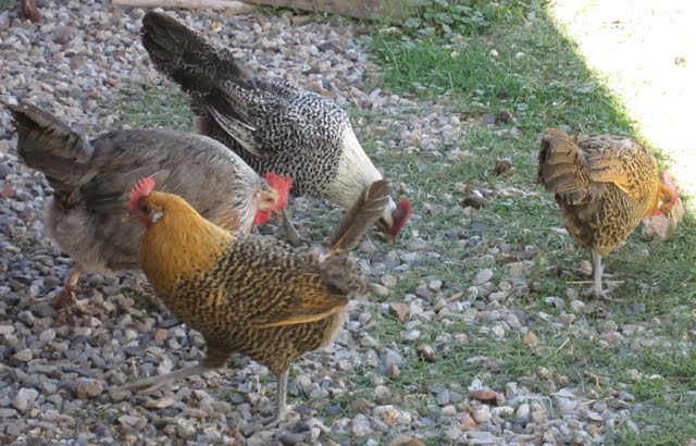 A group of hens looks for insects in the grass and gravel.