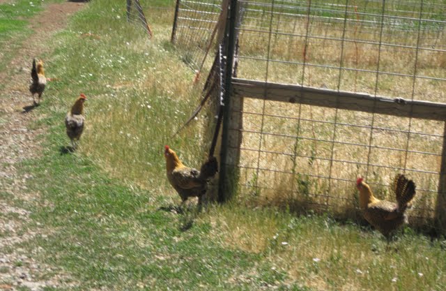 Summer Chickens