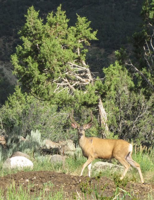 A buck looks inquisitively back at the camera. 