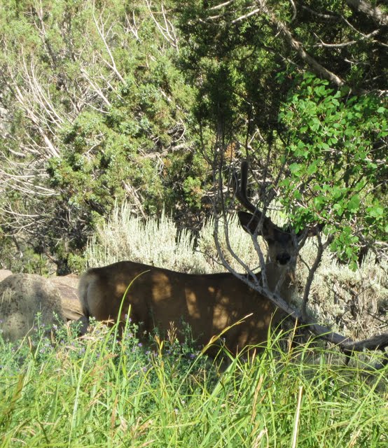 The buck hides partially in the shade of a tree. 