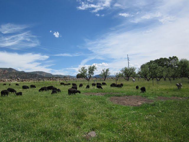 Summer Pasture, Rambo, and Rambutt
