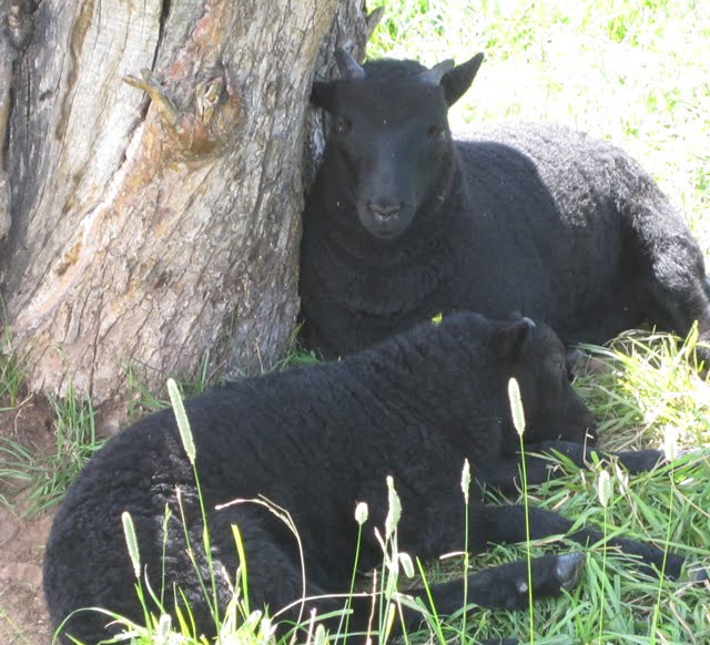 Two ram lambs, Rambo and Rambutt, resting together near a tree.