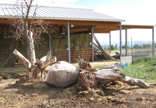 An enormous rock is visible next to several large tree stumps. 
