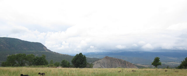 Beautiful Pasture