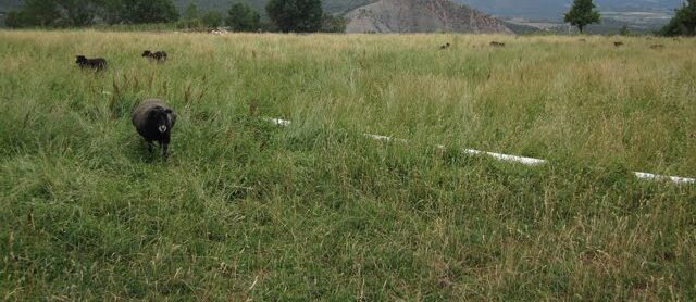 Yoda the Sheep and Pasture