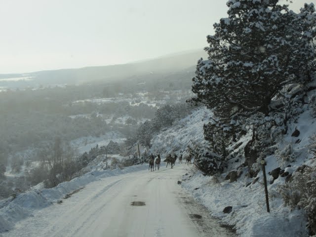 Elk on the Road