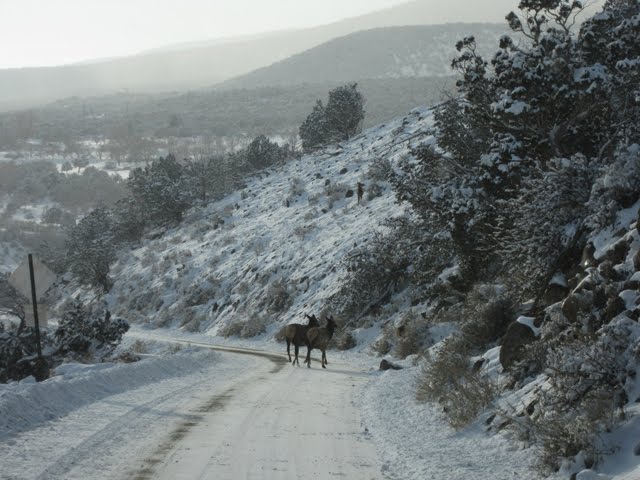 A pair of elk are visible in the road. 
