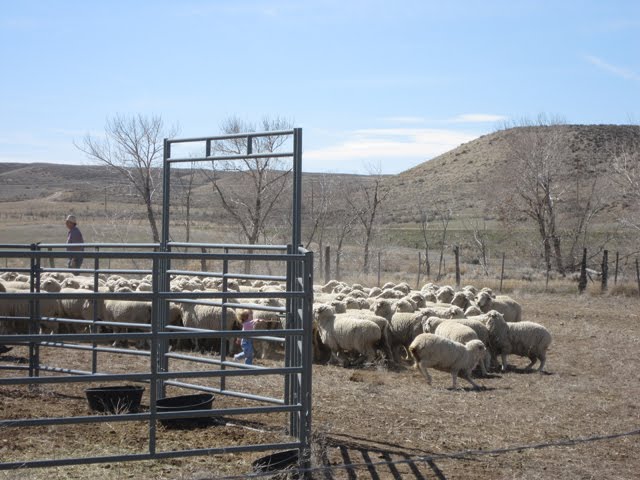 A large flock of white sheep is gathered near a corral. 