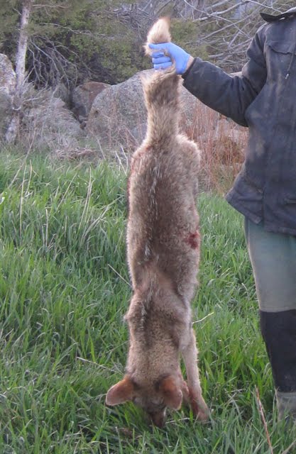 The aforementioned bold coyote is no longer a problem. 