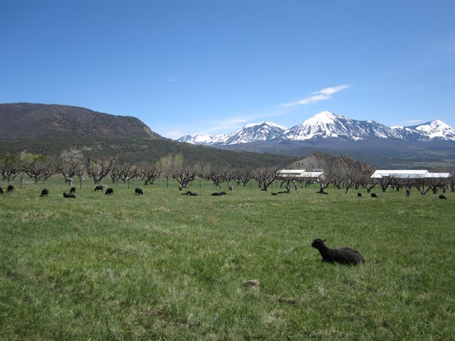The ewes are enjoying their time out in the lambing pasture. 
