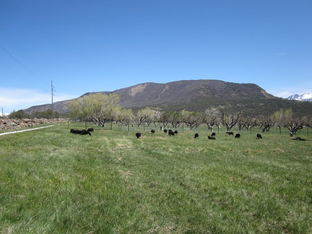 The ewes are enjoying their time out in the lambing pasture. 