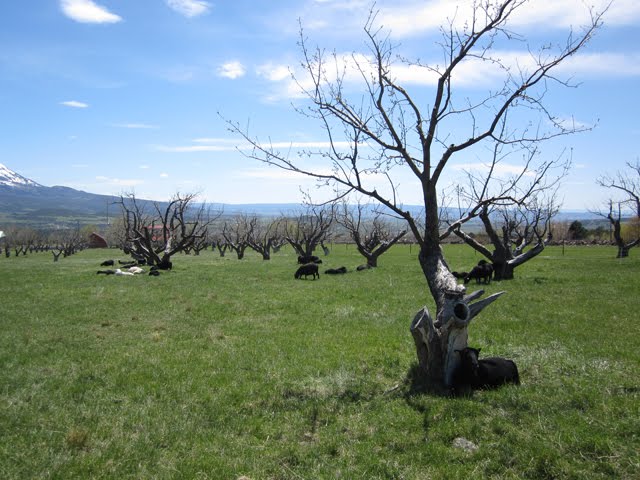 The ewes are enjoying their time out in the lambing pasture. 
