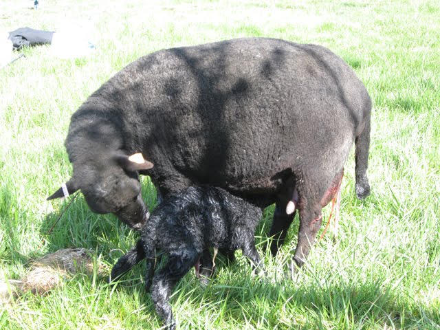 a Black Welsh Mountain ewe cleans her newborn lamb as the lamb tries to nurse. 