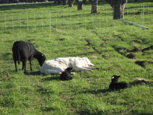 Winnie the livestock guardian dog carefully protects the sheep in her pasture. 