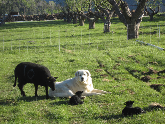 Winnie the livestock guardian dog carefully protects the sheep in her pasture. 