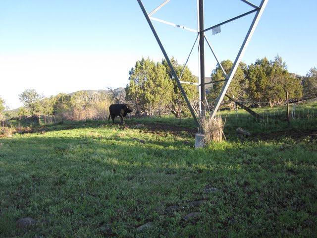 Surprise Lamb and Bull! Plus Woolly Lawnmowers
