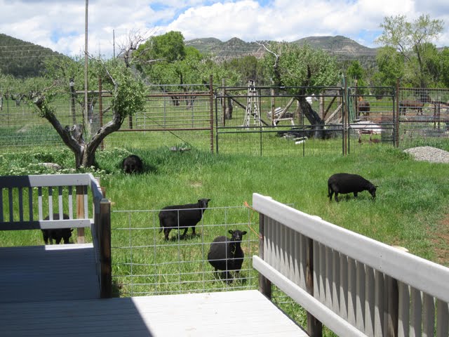 Several sheep look longingly up at the porch, which is blocked off with a fence panel. 