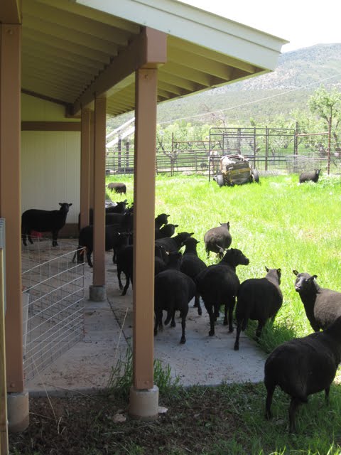 A flock of black sheep clusters together in the shade of an overhanging roof. 