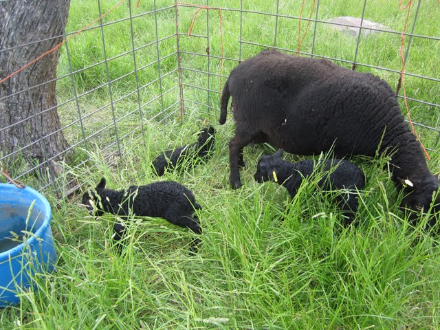 Lambing, Again