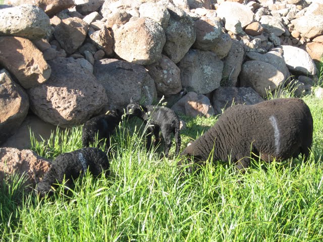 This Black Welsh Mountain ewe has been caring for triplet lambs. 